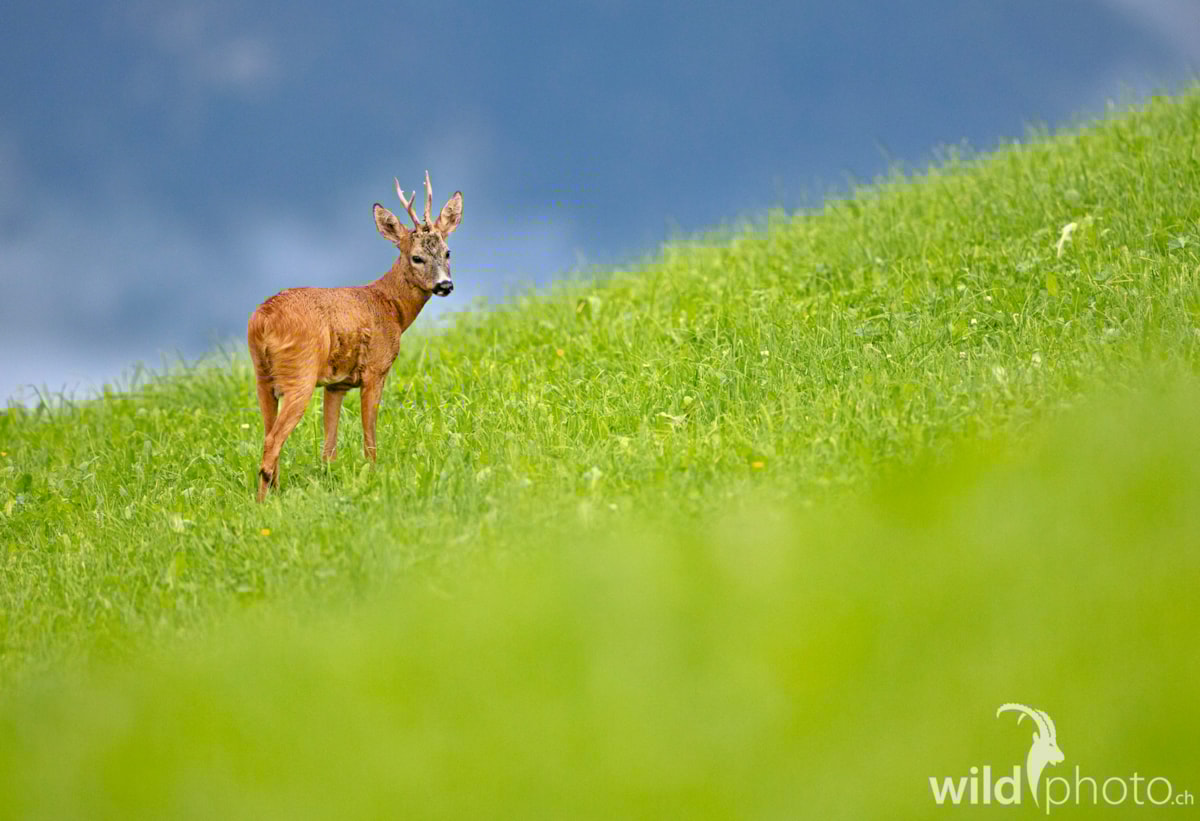 Bild des Monats AUGUST